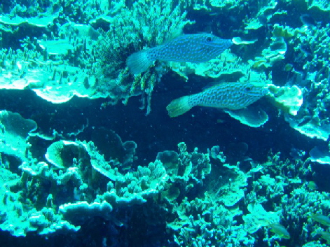 Feilenfische