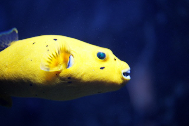 Zitronenkugelfisch