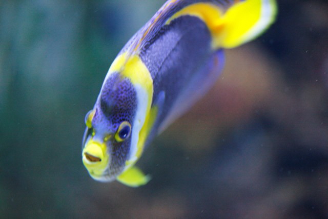 Kaiserfisch