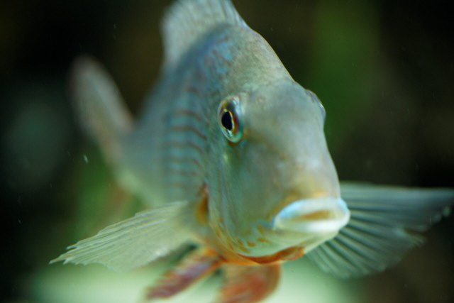 Geophagus
