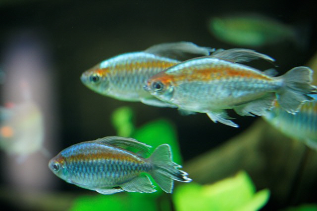 Ährenfische