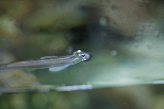 Vieraugenfisch