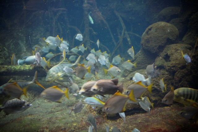 Brackwasserbecken