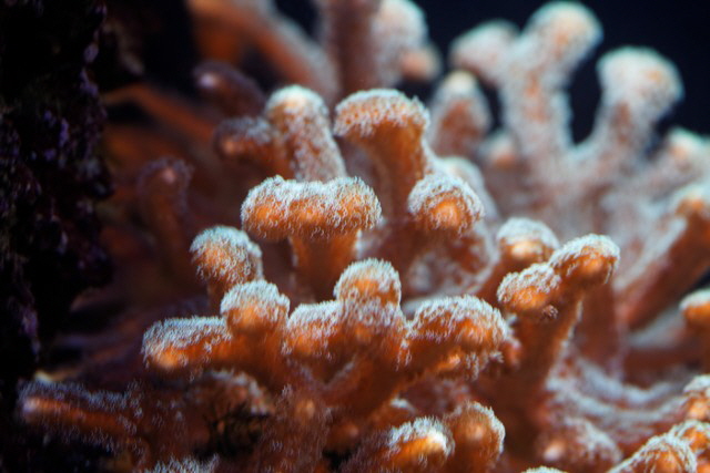 Pocillopora