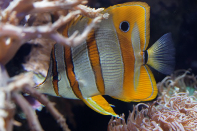 Chelmon rostratus