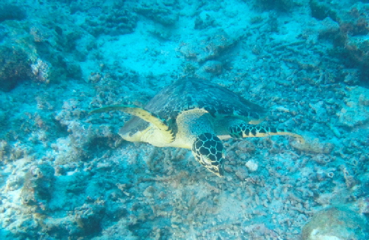 Schildkrte